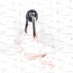 1376 ảnh trong 1 album: Cô gái loli dễ thương 4